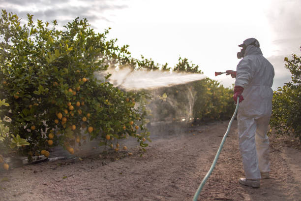 Best Wasp Removal Services  in Cherryland, CA