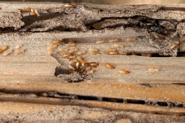 Best Bird Control  in Cherryland, CA