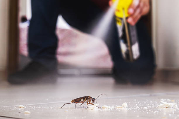 Best Flea Control Services  in Cherryland, CA