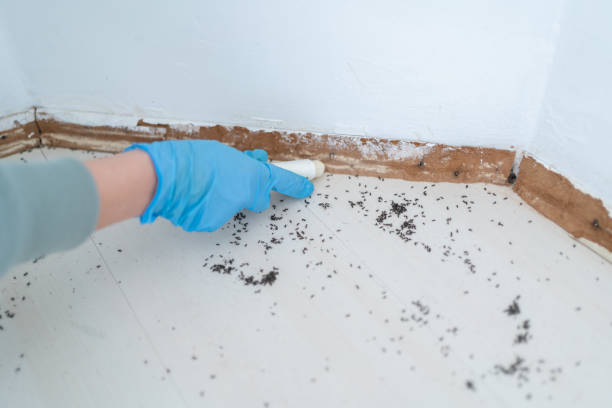 Best Ant Control Services  in Cherryland, CA